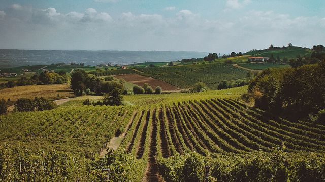 Picknick im Weinberg der Azienda Vitivinicola Oddone Prati