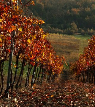 Weinprobe mit lokalen Vorspeisen und Führung im Weingut Degrassi