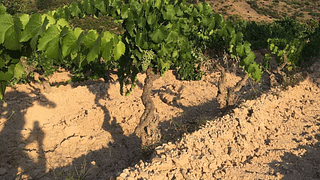 Catalan Gems: Priorat & Montsant Wine Journey