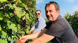 Walk Roero Vineyards & Taste Nebbiolo Wines