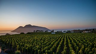 Tenuta di Castellaro Winery & Resort
