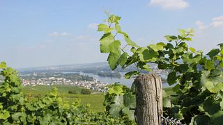 Degustação de vinhos e tour no Weingut Adolf Störzel
