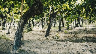 Bodega El Esteco