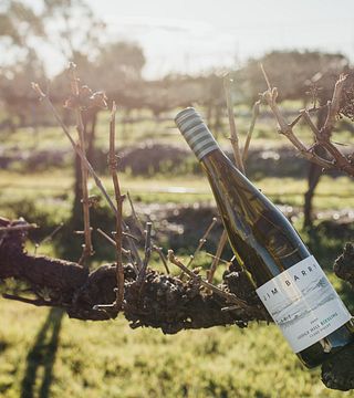 Cata de vinos y visita guiada en Jim Barry Wines