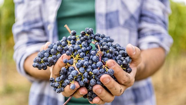 Degustazione e visita ad Alussinante