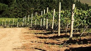 Ataraxia Wines