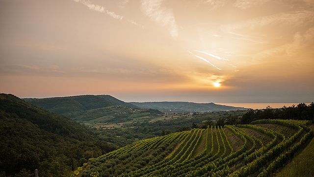 Weinprobe und Führung im Polic Estate Truske
