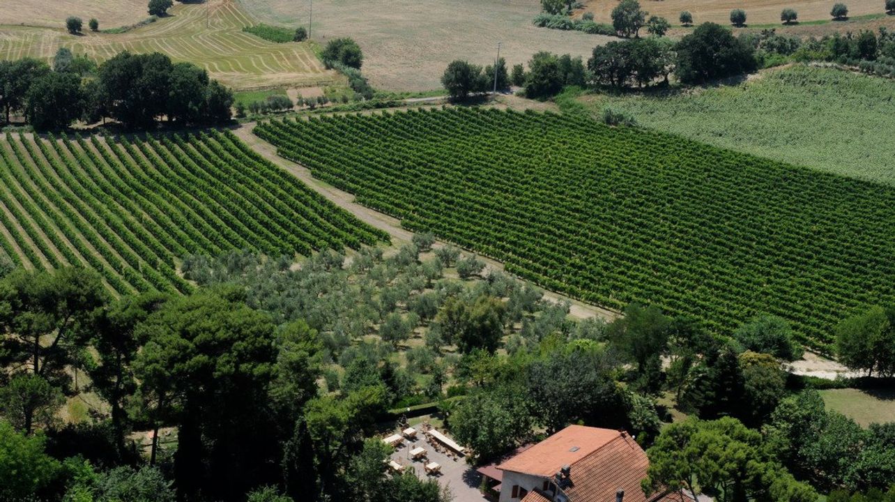 Fattoria Lucesole