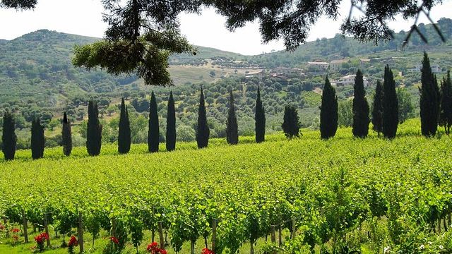 L'essenza - Visita alla Cantina e Degustazione Vini