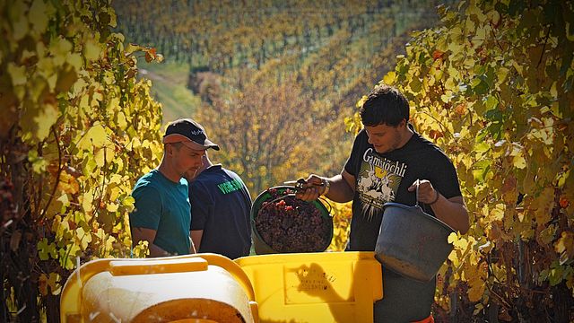 Wunsch & Mann Winery