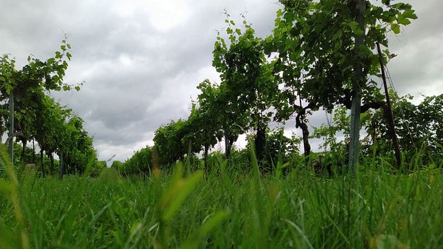 Vinprovning och middag på Weingut Paul D