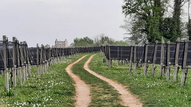 Pique-niques dans les vignobles et dégustations à Madonna dell'Uva, Piémont