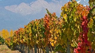 Maipu Wine Region Tour