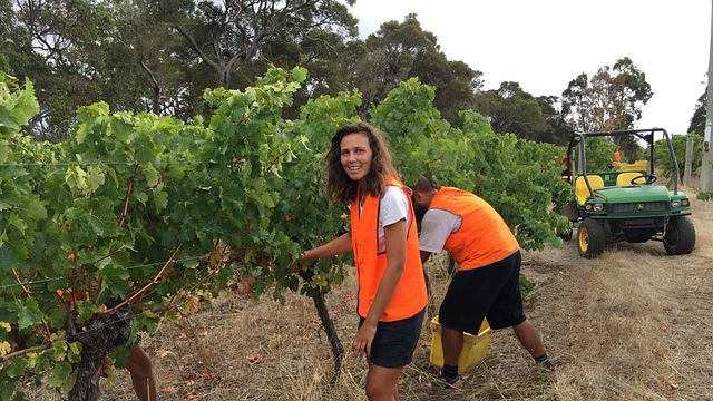 Degustazione di vini e tour al vigneto Stormflower