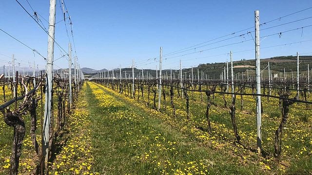 Weinprobe und Führung in der Azienda Agricola Vicentini Agostino