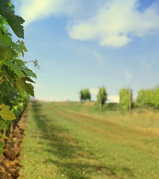 Cantina Riboli
