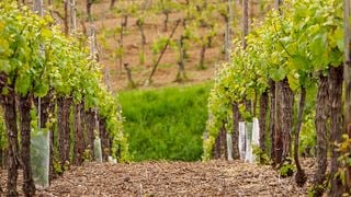 Vouvray Wine Discovery: Vineyard visit & Tasting Trip from Tours