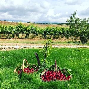 Wein- und Olivenölverkostung und Führung im Tenute Pacelli