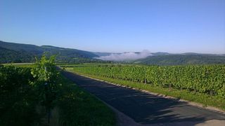 Visita a la bodega y cata de vinos en Rainer Faber
