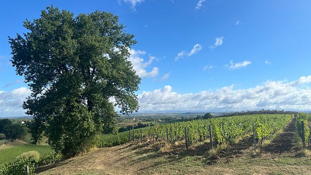 Vinho orgânico toscano - degustação privada de 5 vinhos no Il Quercione by Manvi