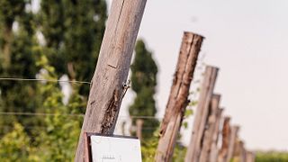As Quintas da Casa Paladin - Tour de Vinhos e Degustação de Vinhos