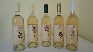 Weinprobe bei Tóth Pincészet Vitifarm Kft
