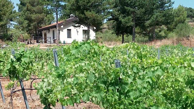 Monti Rossi Etna Wines