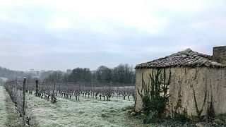 Degustazione di vini e tour a Vignoble Réthoré Davy