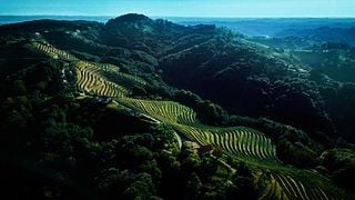 Le rêve des amateurs de vin de la région de Stajerska Slovénie