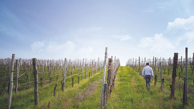 Weinprobe und Tour im Torre A Oriente