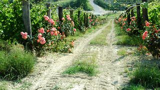 Explore Piedmont Vineyards & Wines at Marenco