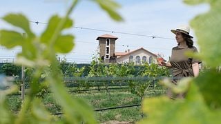 Van Ardi Winery