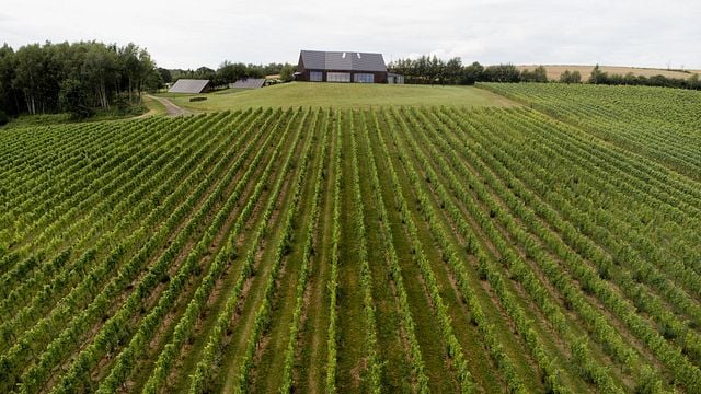 Private Weinprobe & Weinbergführung