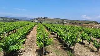 Wine Lovers Tasting in Heraklion