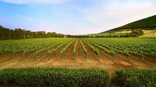 Azienda Agricola Leda' - Wine Resort Leda' d'Ittiri