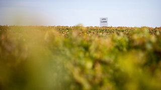 Château Clarisse: A Family Legacy in Bordeaux