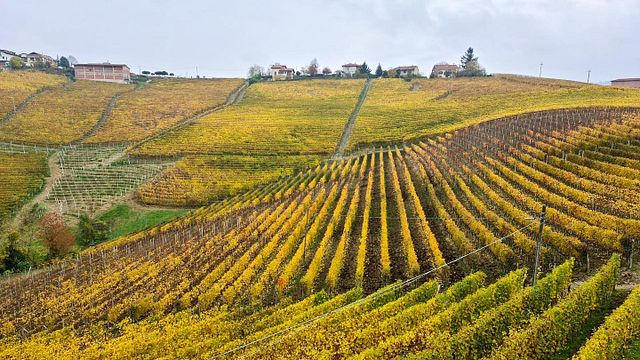 Vinprovning och rundtur på Livia Fontana Winery