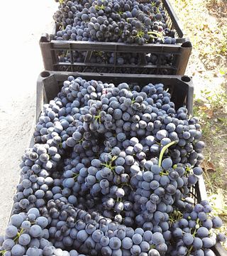 Cata de cinco vinos y visita guiada en Belogradec, Varna