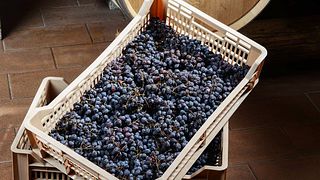Degustazione e visita a Menegotti