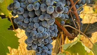 Weinbergbesuch und Verkostung in der Cantina Mancini