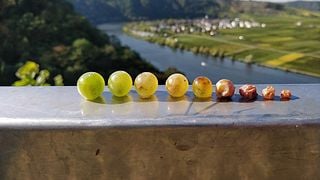Degustazione di vini e visita alla Weingut Gorges-Müller