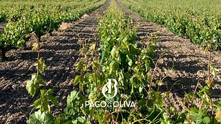 Bodegas Virgen De La Oliva