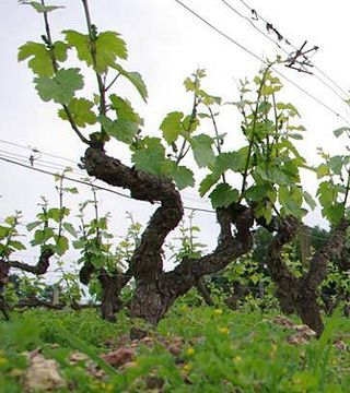 BALADE COMMENTEE, Entre Sauvignon et Gamay