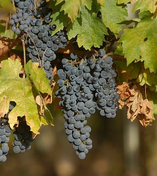 Heras Cordón Winery