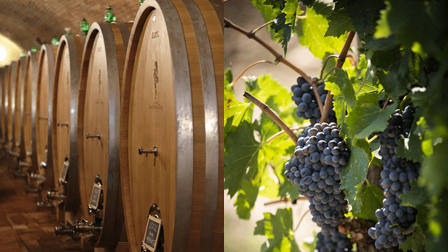 Chianti Bio: Degustazione con Light Lunch a San Michele a Torri