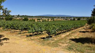 João Clara Wines
