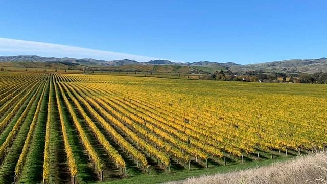Weinprobe und Tour bei Vicarage Lane Wines