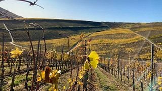 Günzer Family Winery