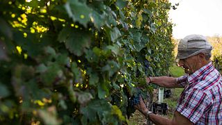 Lombardy Sparkling Wine Tour & Tasting at Cantina Ricchi