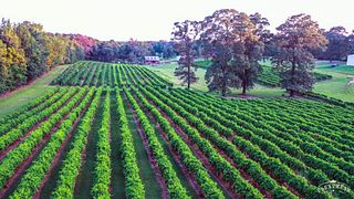 Weinprobe bei Landry Vineyards